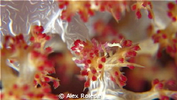 Candy Crab taken at Olanggo Island Mactan Cebu using Cano... by Alex Roleda 